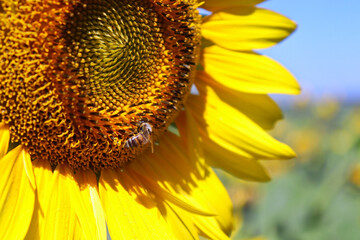 A tiny bee eats pollen from a large yellow sunflower that grows in the field.