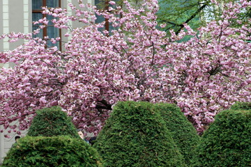 flowers in the garden