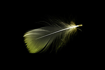 Feather texture. Nature abstract bird feather closeup isolated on black background in macro...