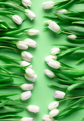 White tulips lay on light green background, flat lay, vertical orientation