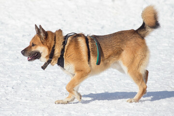 Cute multibred dog is walking on white snow in the winter park. Pet animals.