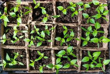 seedlings in pots on a white window. How to grow food at home on a windowsill. sprouts of green plants and home gardening