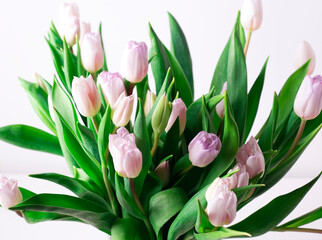 Beautiful spring bouquet of pink tulips on a white background, horizontal orientation