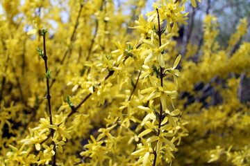 yellow flowers in spring
