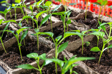 seedlings in pots on a white window. How to grow food at home on a windowsill. sprouts of green plants and home gardening