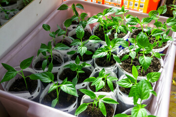 seedlings in pots on a white window. How to grow food at home on a windowsill. sprouts of green plants and home gardening