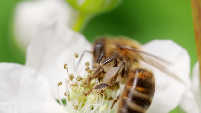 Honey bee (Apis mellifera) collecting pollen from blooming white flowers of blackberry plant in the garden in 4K VIDEO. Close-up macro.
