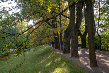 Fototapeta na wymiar Autumn alleys of the park Openwork interweaving of tree branches. Bright sunlight.