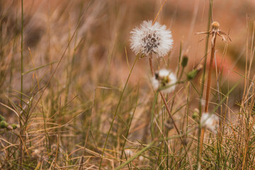 Dandelion among dry grass