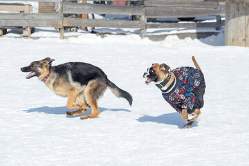 Cute german boxer puppy and german shepherd dog puppy are running on a white snow in the winter park. Pet animals.