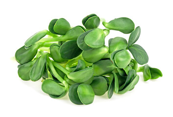 Vegan micro sunflower greens shoots isolated on a white background. Growing sprouted sunflower...