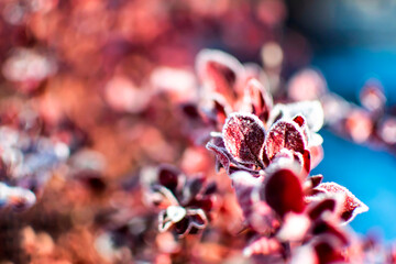 Red flowers on a blooming tree close-up