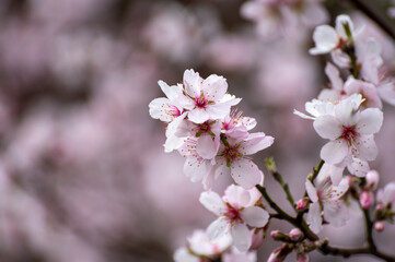 Fototapeta premium Spring blossom of pink sakura cherry tree