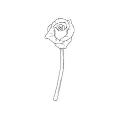 Single rose flower - line drawing vector illustration on white background