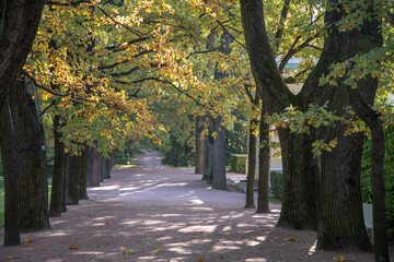Autumn alleys of the park Openwork interweaving of tree branches. Bright sunlight.