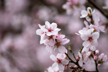 Naklejka na ściany i meble Spring blossom of pink sakura cherry tree