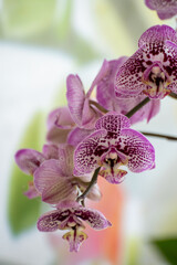 Blossom of colorful tropical decorative orchids flowers