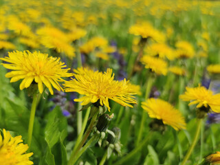 yellow dandelions in the grass