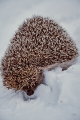A frozen hedgehog on snow © Pic&shoot