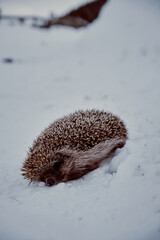 A frozen hedgehog on snow