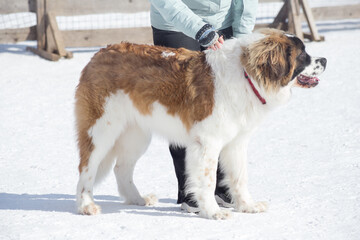 Cute moscow watchdog puppy is standing on white snow with his owner in the winter park. Pet animals.