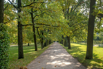 Autumn alleys of the park Openwork interweaving of tree branches. Bright sunlight.