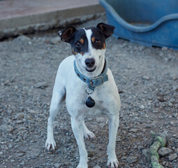 Small black and white dog with a collar in the dog shelter