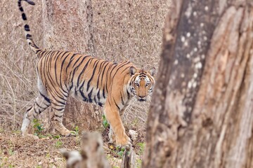 Female Tiger with ferocious look at Kabini, Nagarhole National Park, Karnataka, India