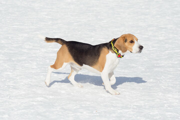 Cute english beagle puppy is walking on white snow in the winter park. Pet animals.