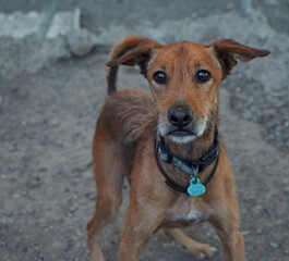 Brown dog with a collar in the dog shelter