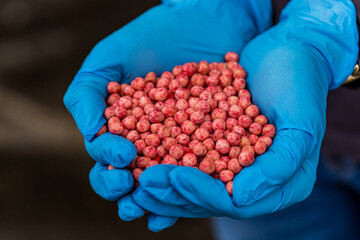 Close-up of a handful in the hands in the form of a heart etched soybean seeds