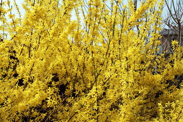 close up of yellow flowers