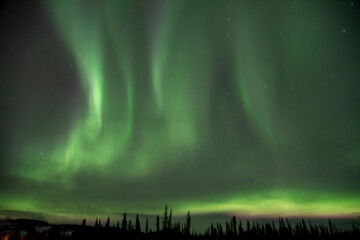 Amazing green, magnificent display of northern lights seen in the wilderness of Canada, Yukon Territory during winter season with snow below at night time, spruce, pine trees below dancing sky lights.