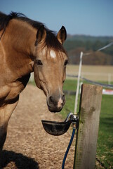 Fototapeta premium Pony an Selbsttränke