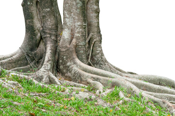 A large banyan tree with many roots.