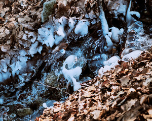 A mountain spring among dry leaves