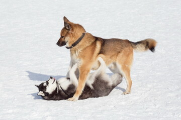 Siberian husky puppy and multibred dog are playing on a white snow in the winter park. Pet animals.