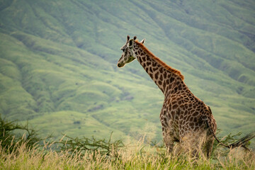 Wild Giraffe in Savannah near Volcano Ol Doinyo Lengai - Tanzania, Eastern Africa