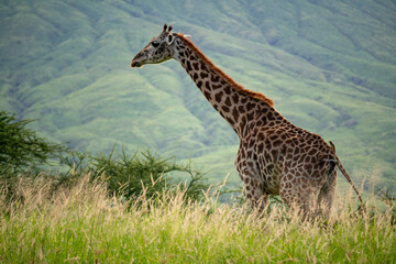 Wild Giraffe in Savannah near Volcano Ol Doinyo Lengai - Tanzania, Eastern Africa