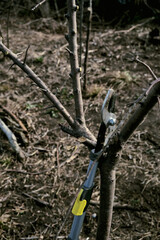 a clearing of the trees for a better fruit in the new year