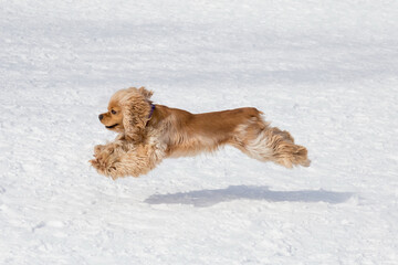 Cute cavalier king charles spaniel puppy is flying over white snow in the winter park. Pet animals.
