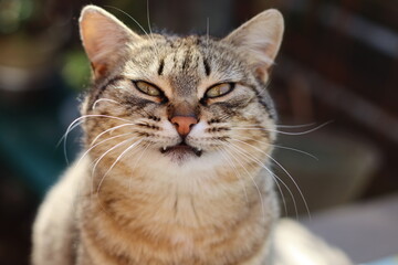 portrait of a cat
