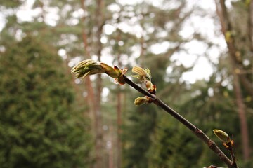 Large and beautiful buds on the chestnut tree appear in early spring