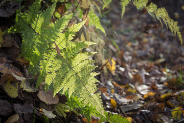 A fern leaf illuminated by the sun