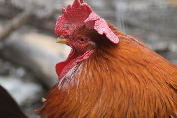 rooster in a farm