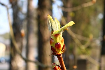 Large and beautiful buds on the chestnut tree appear in early spring