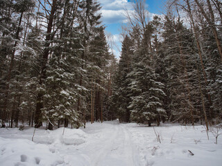A path in the winter forest. End of winter in Russia
