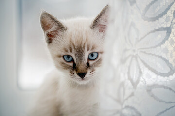 Portrait of a kitten with blue eyes on the window.