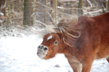 Pony w&auml;lzt sich im Schnee
