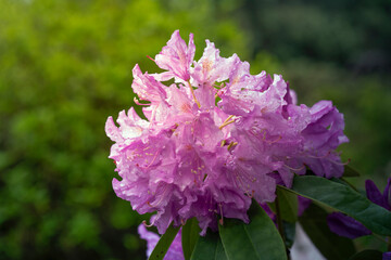 Purple flower of azalea or rhododendron in the park.